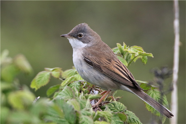 Whitethroat