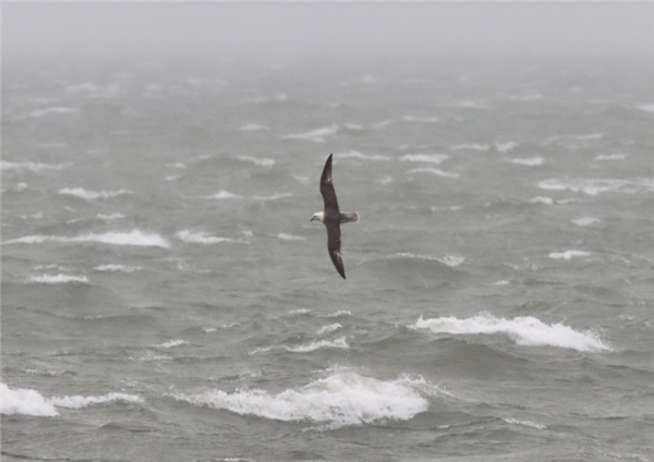 Fulmar