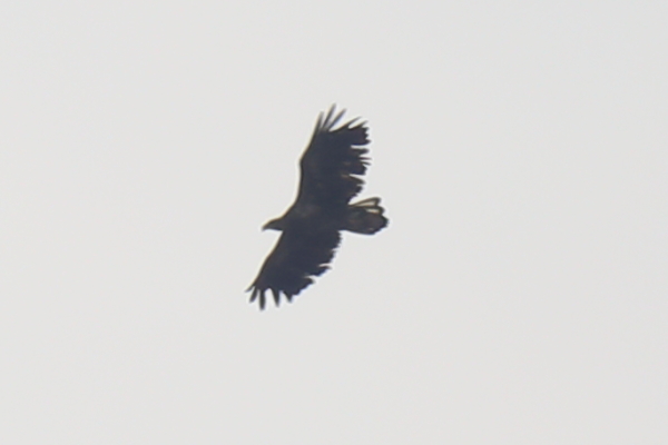 White-tailed Eagle