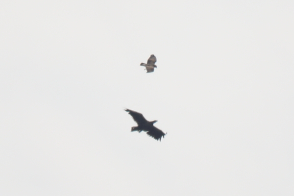 White-tailed Eagle