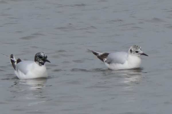 Little Gull