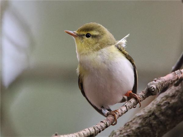 Wood Warbler