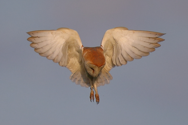 Barn Owl