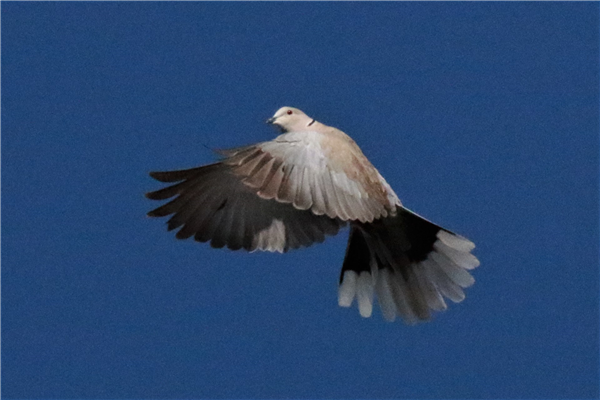 Collared Dove