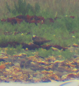 American Golden Plover