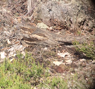 Nightjar