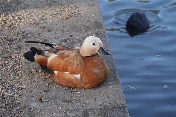 Ruddy Shelduck