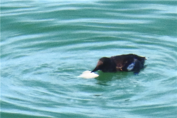 Black Guillemot