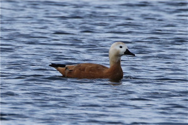 Ruddy Shelduck