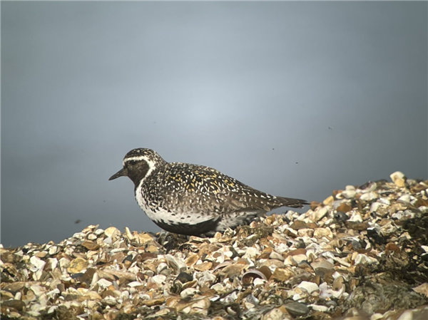 Golden Plover