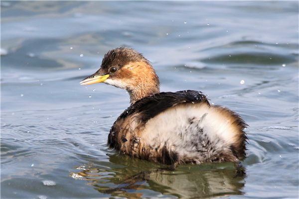 Little Grebe