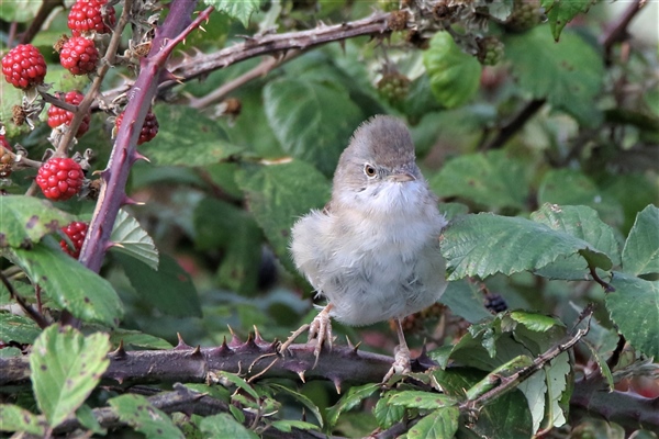 Whitethroat