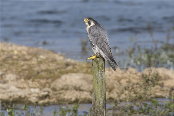 Peregrine