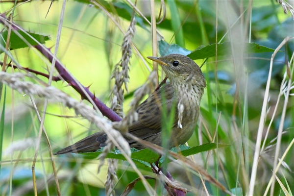 Grasshopper Warbler