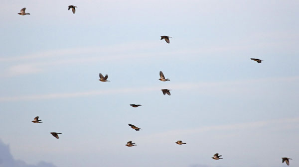 Fieldfare