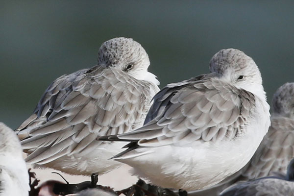 Sanderling