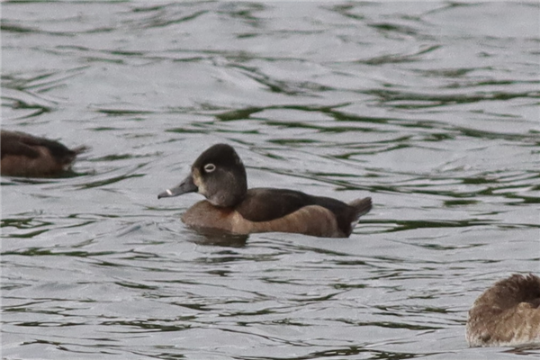 Ring-necked Duck