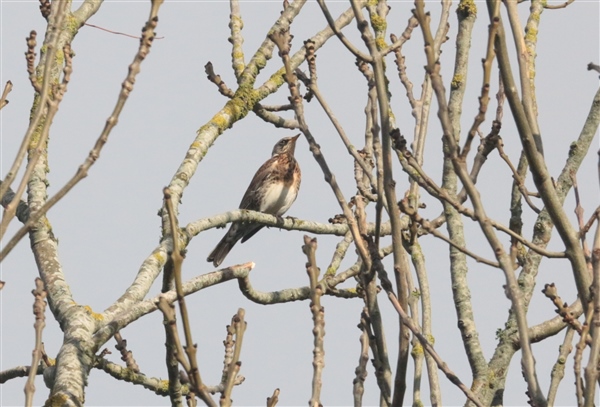 Fieldfare