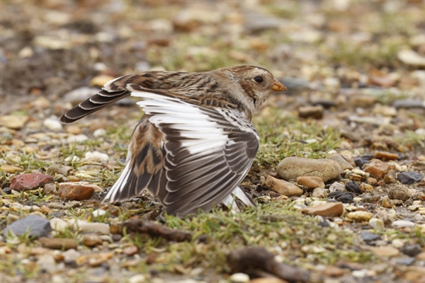 Snow Bunting