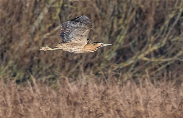 Bittern