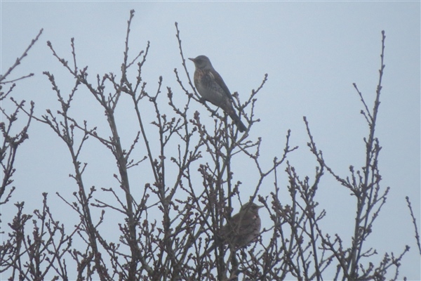 Fieldfare