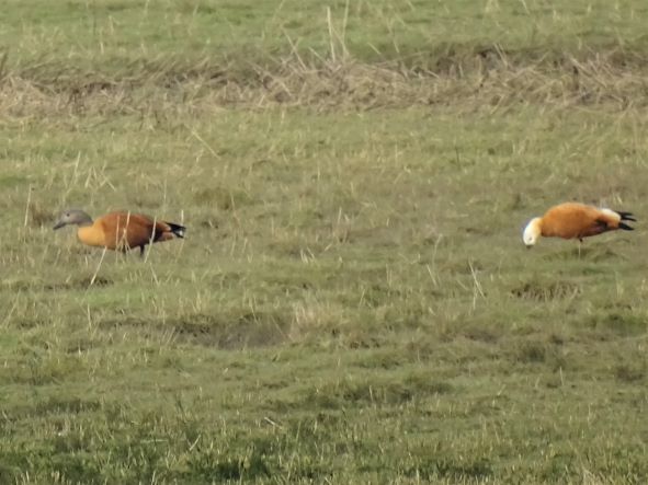 Ruddy Shelduck