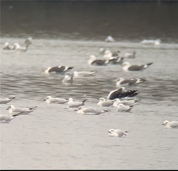 Ring-billed Gull