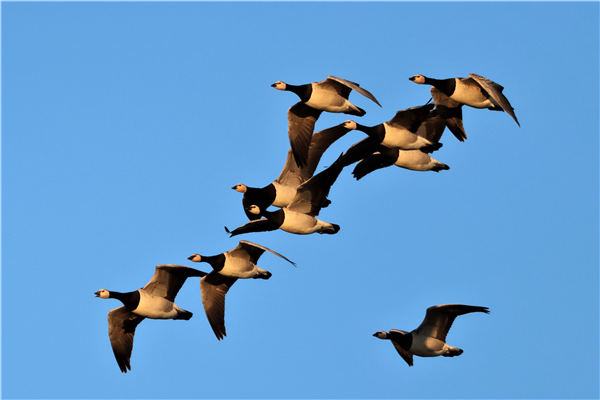 Barnacle Goose