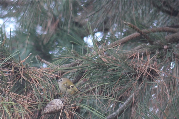 Goldcrest