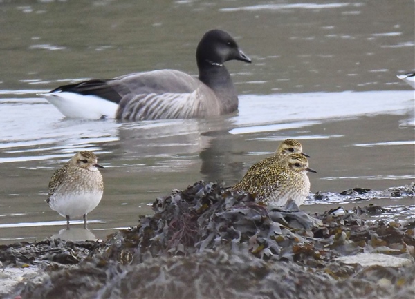 Golden Plover