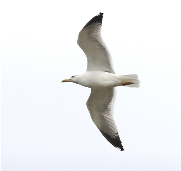 Yellow-legged Gull