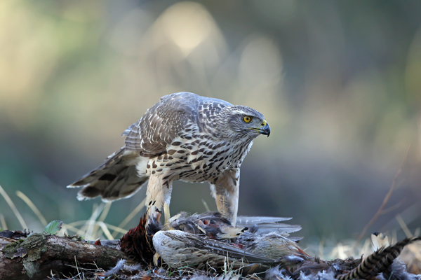 Goshawk