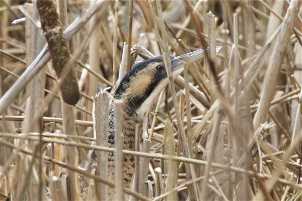 Bittern