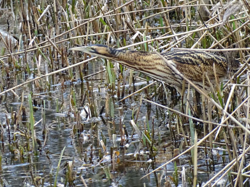 Bittern