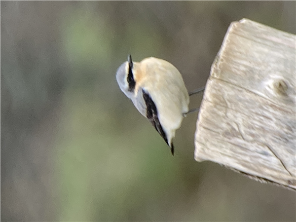 Wheatear