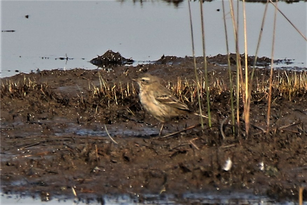 Water Pipit