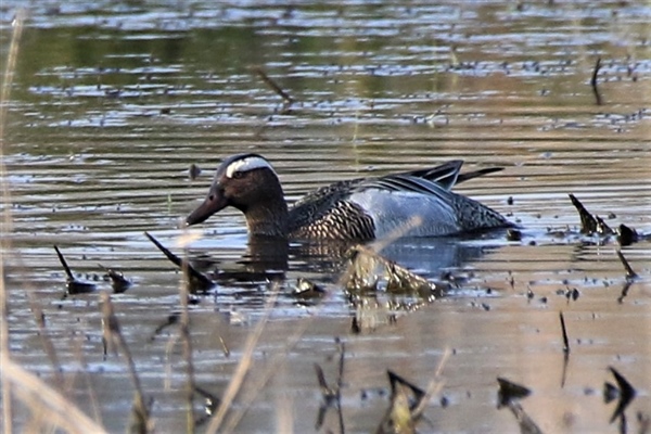 Garganey