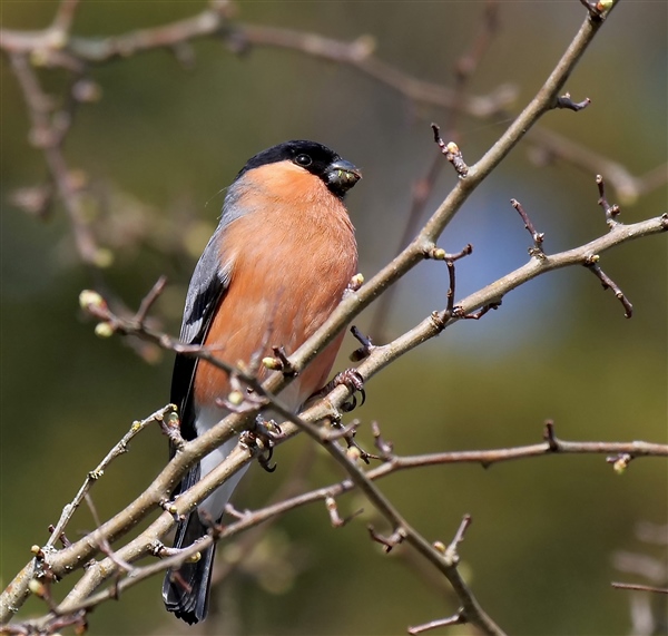 Bullfinch