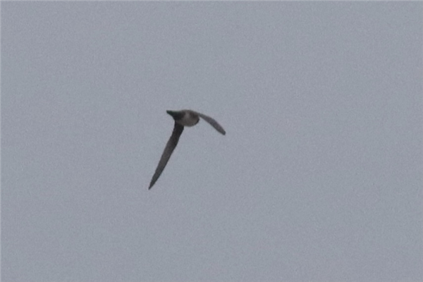 Alpine Swift