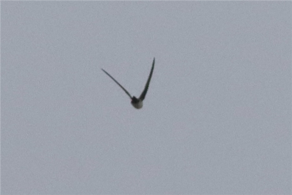 Alpine Swift