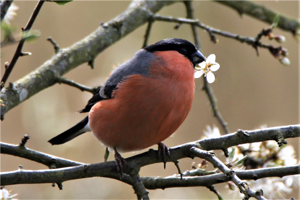 Bullfinch