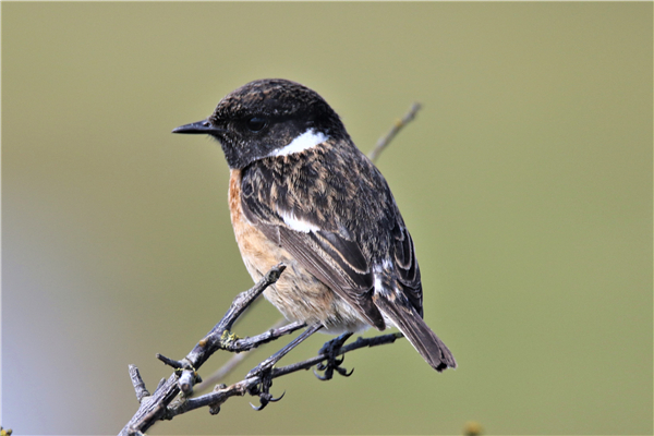 Stonechat