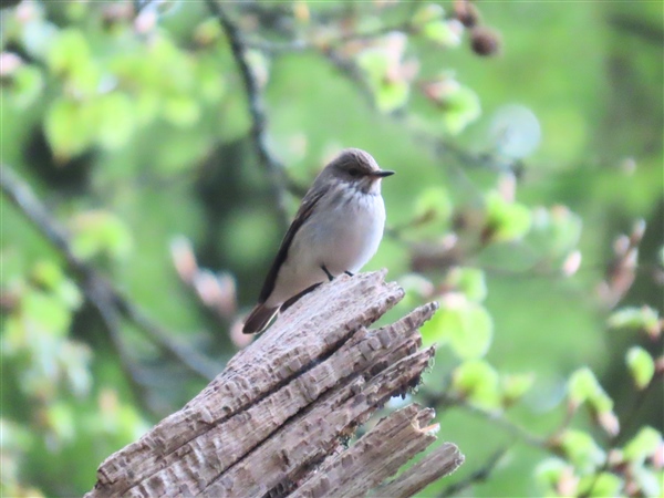 Spotted Flycatcher