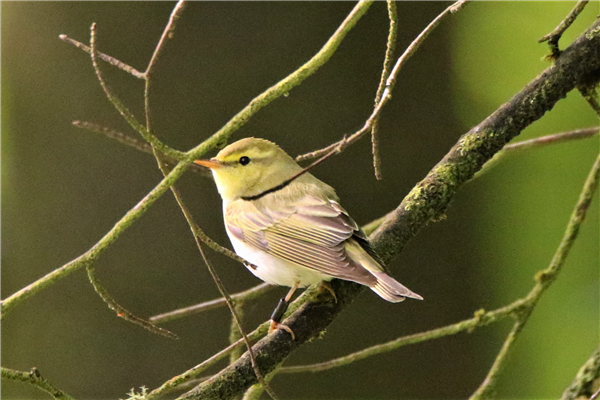 Wood Warbler