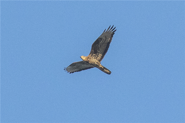 Honey-buzzard