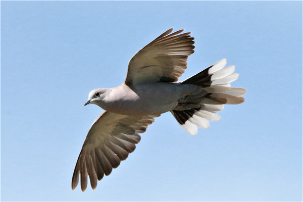 Collared Dove