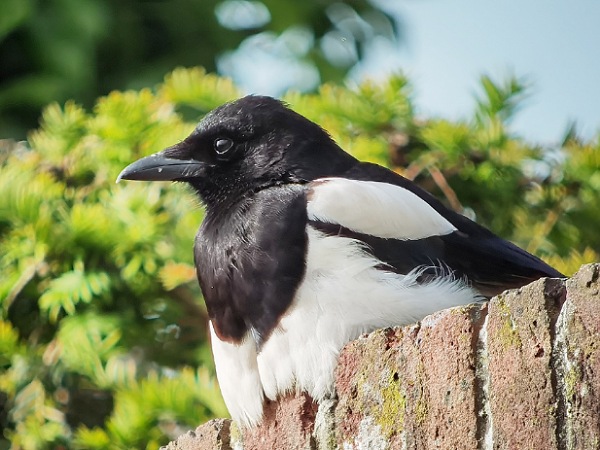 Magpie