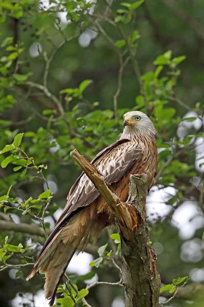 Red Kite