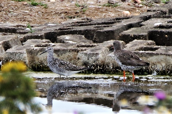 Lesser Yellowlegs