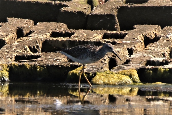 Lesser Yellowlegs